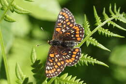 Plancia ëd Euphydryas maturna