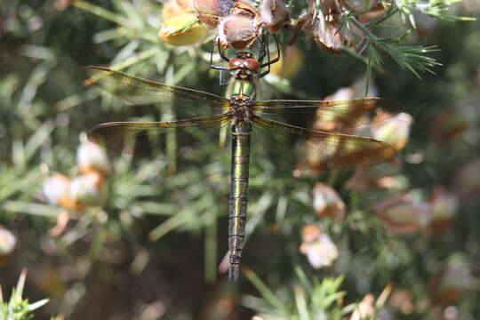 Image of Brilliant Emerald