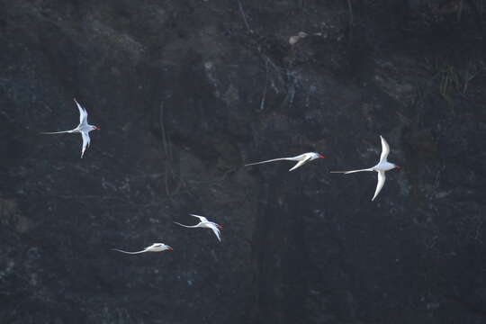 Image of Red-billed Tropicbird