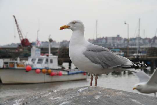 Image of European Herring Gull