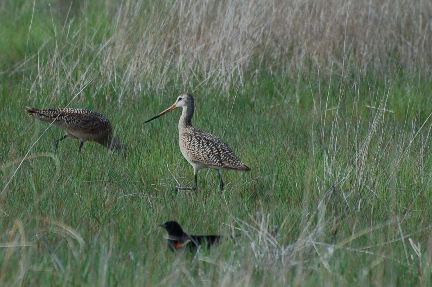 Image of Marbled Godwit