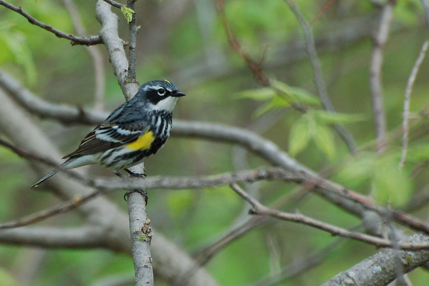 Image of Myrtle Warbler