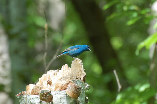 Image of Indigo Bunting