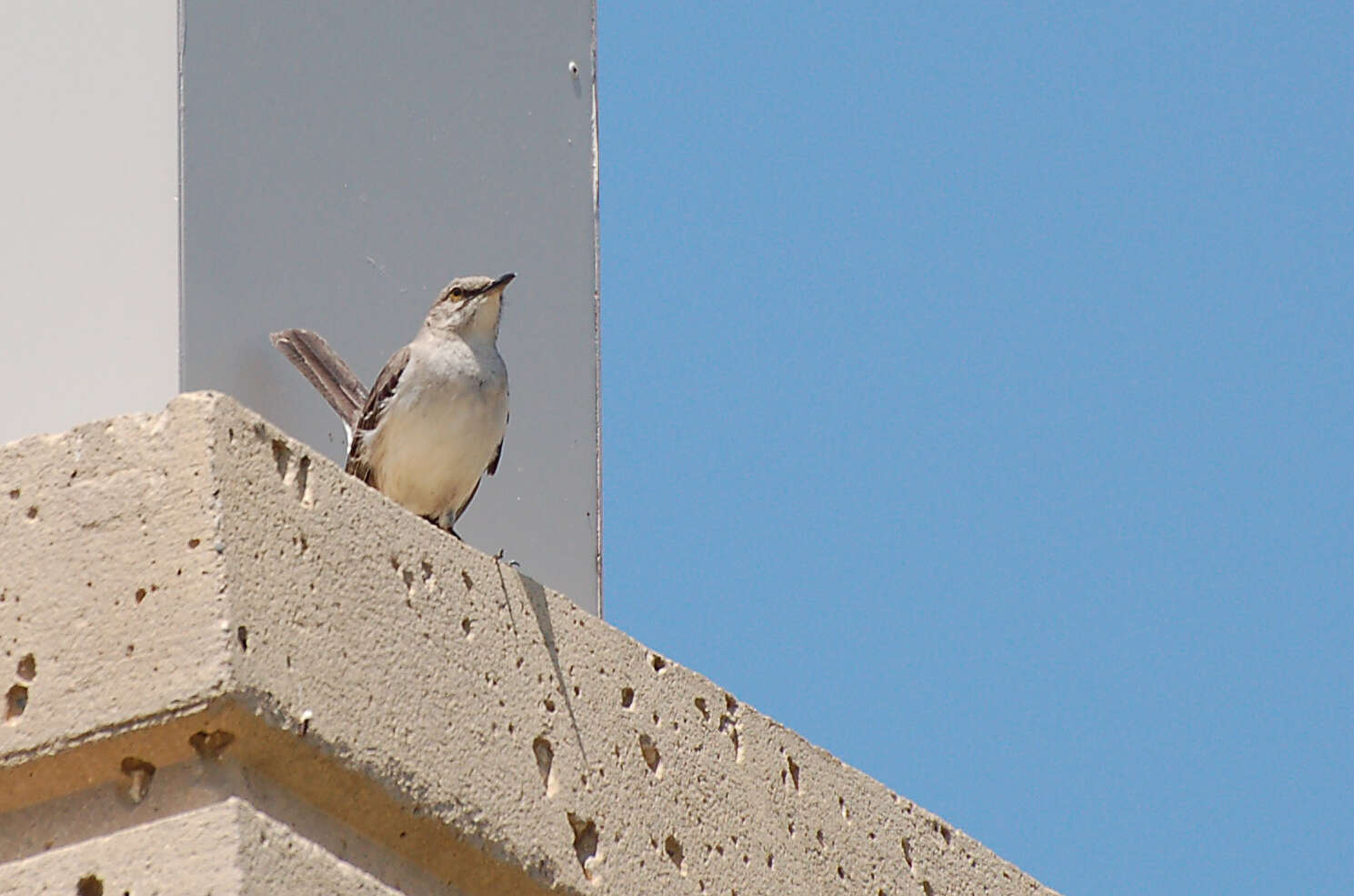 Image of Northern Mockingbird