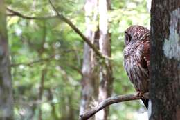 Image of Barred Owl