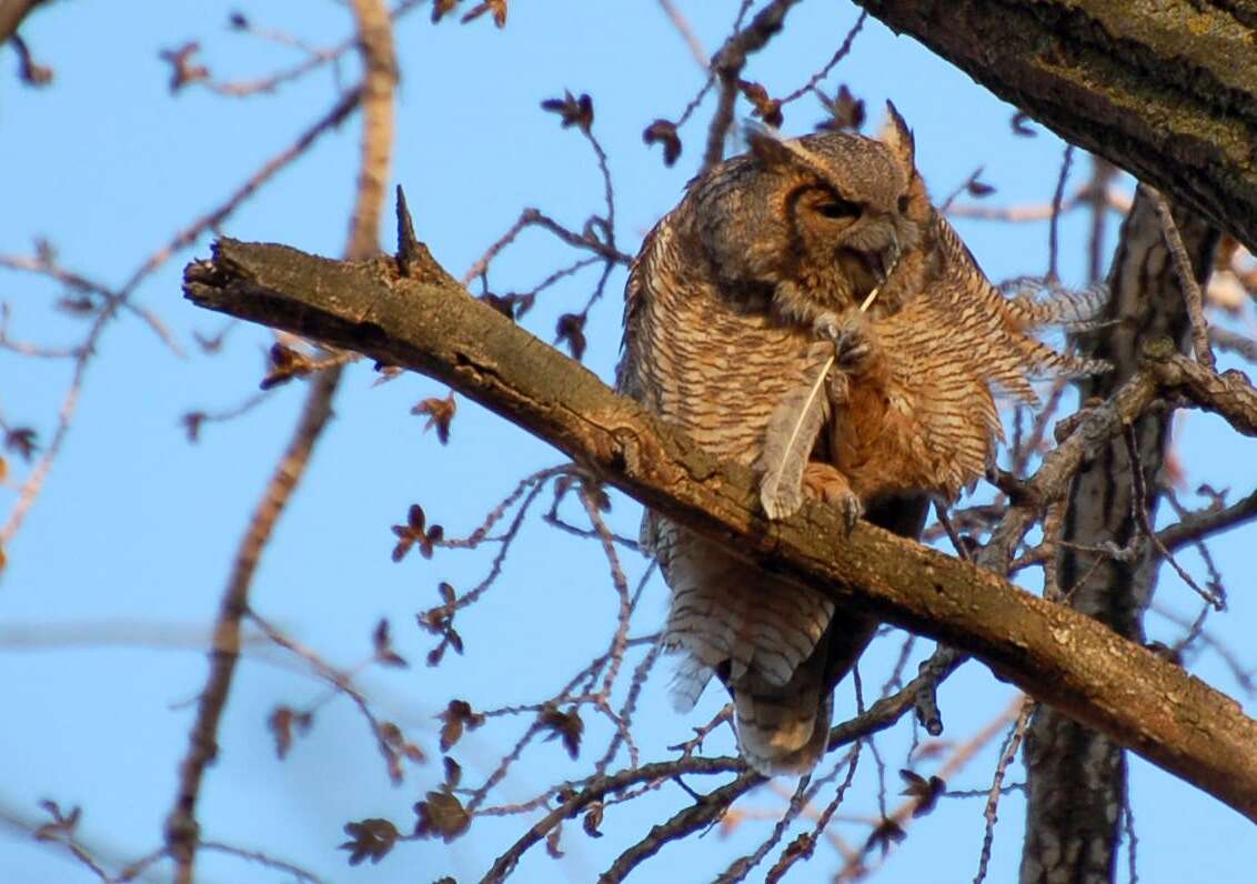 Image of Great Horned Owl