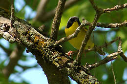 Geothlypis trichas (Linnaeus 1766) resmi