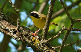 Geothlypis trichas (Linnaeus 1766) resmi