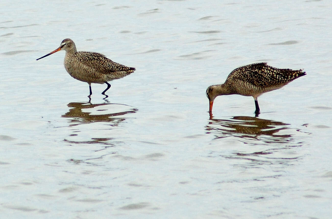 Image of Marbled Godwit