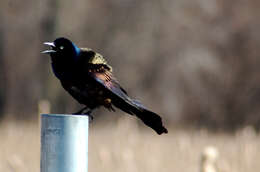 Image of Common Grackle