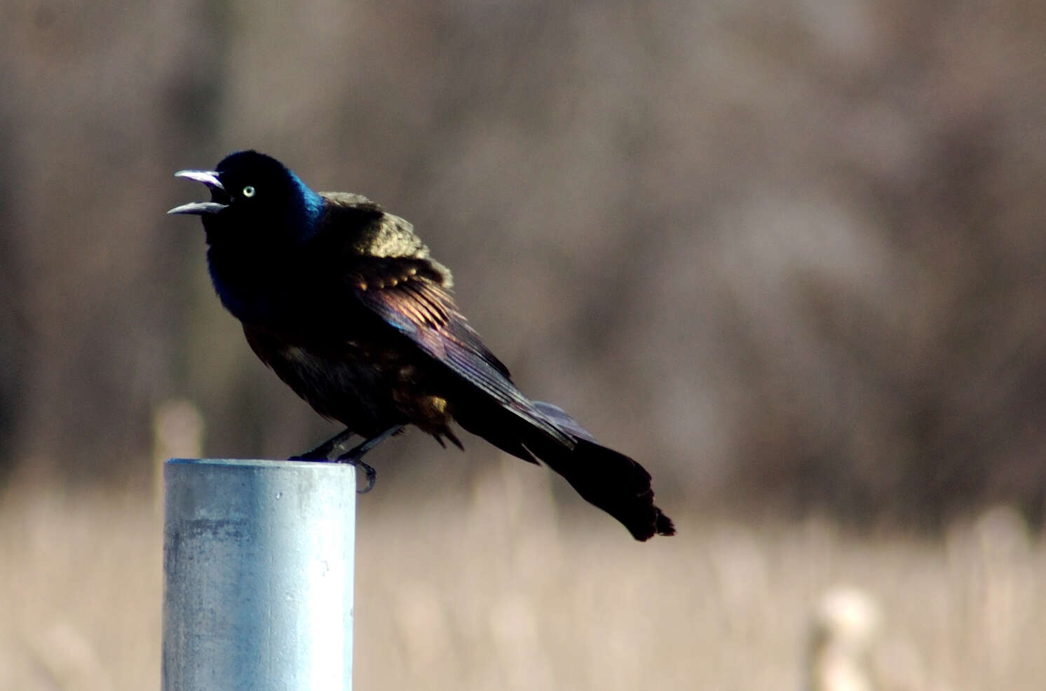 Image of Common Grackle