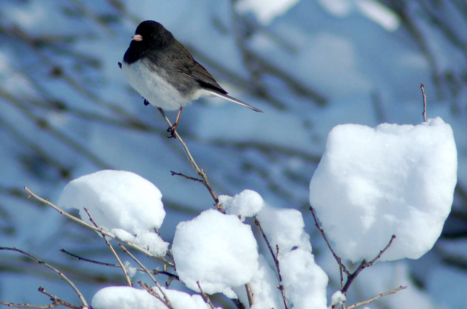 Image of juncos