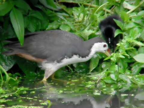 Image of White-breasted Waterhen