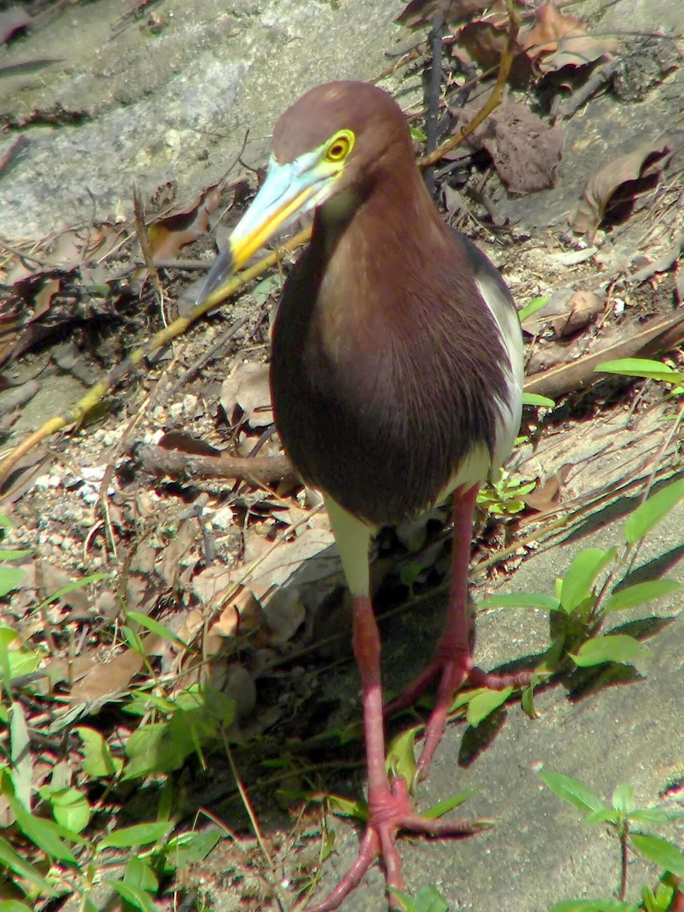 Image of Chinese Pond Heron