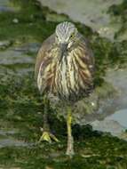 Image of Chinese Pond Heron