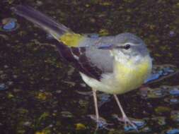 Image of Grey Wagtail