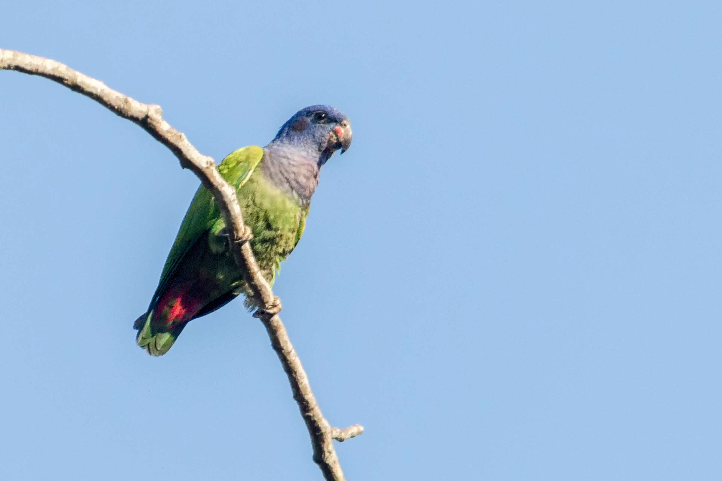 Image of Blue-headed Parrot