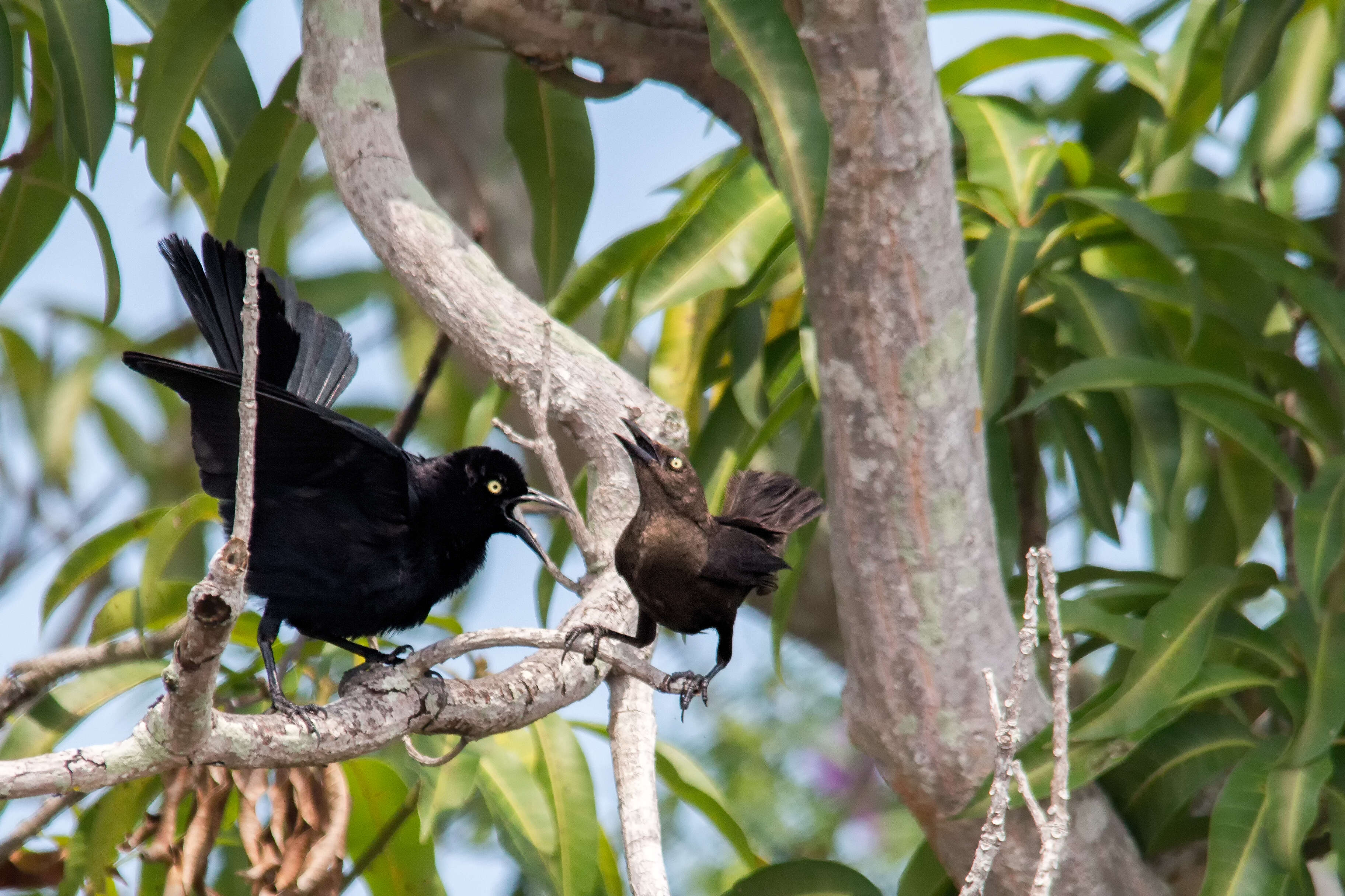 Image of Carib Grackle