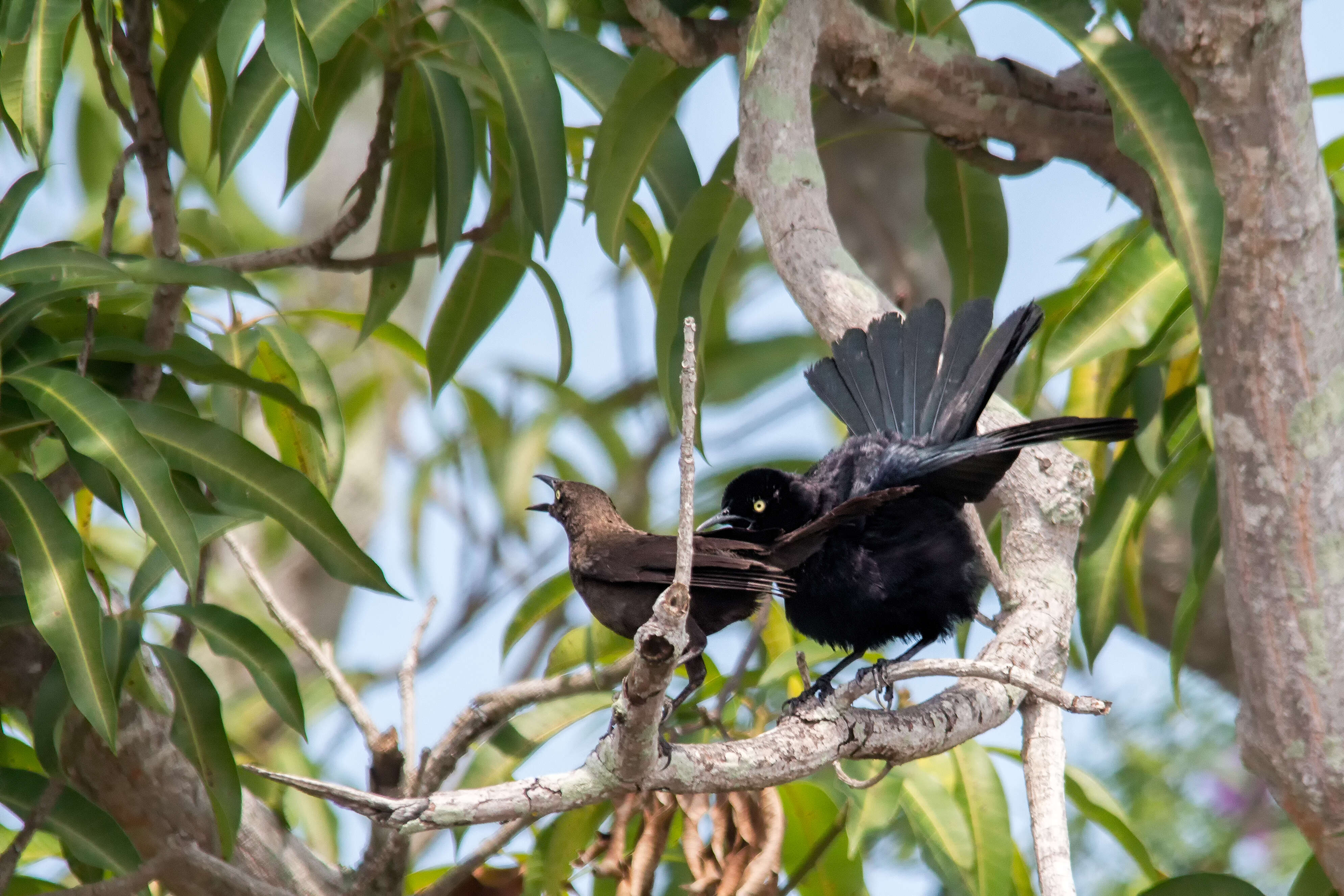 Image of Carib Grackle