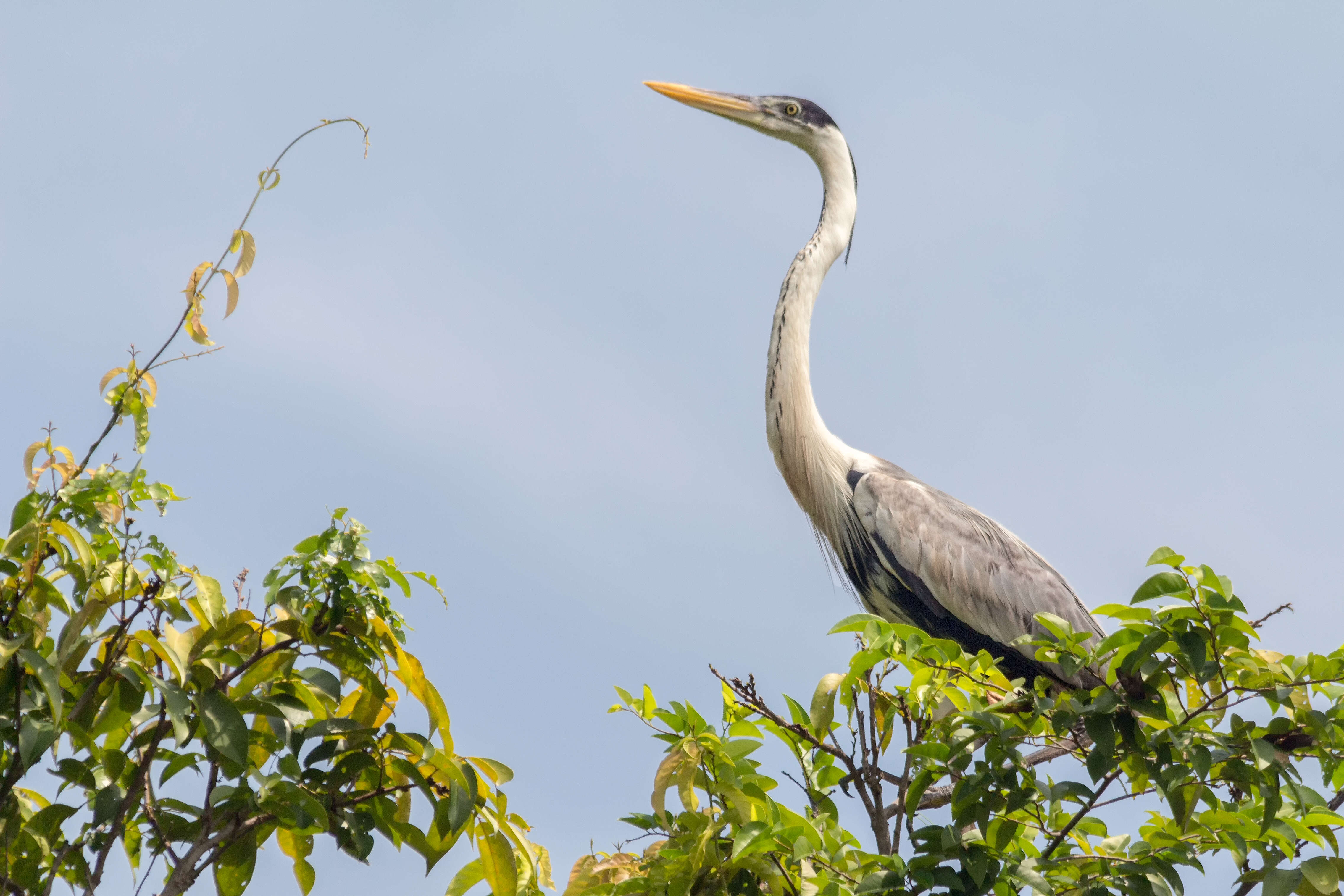 Image of Cocoi Heron