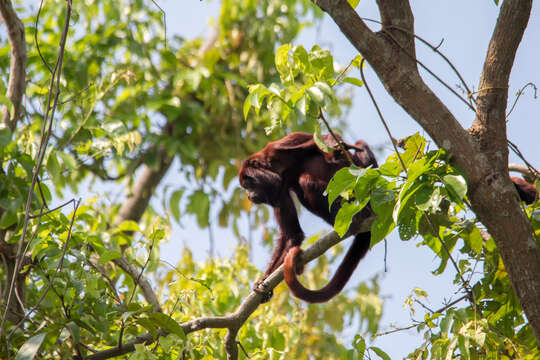 Image of Colombian Red Howler Monkey