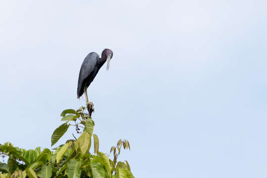 Image of Little Blue Heron