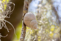 Image de Megalobulimus oblongus