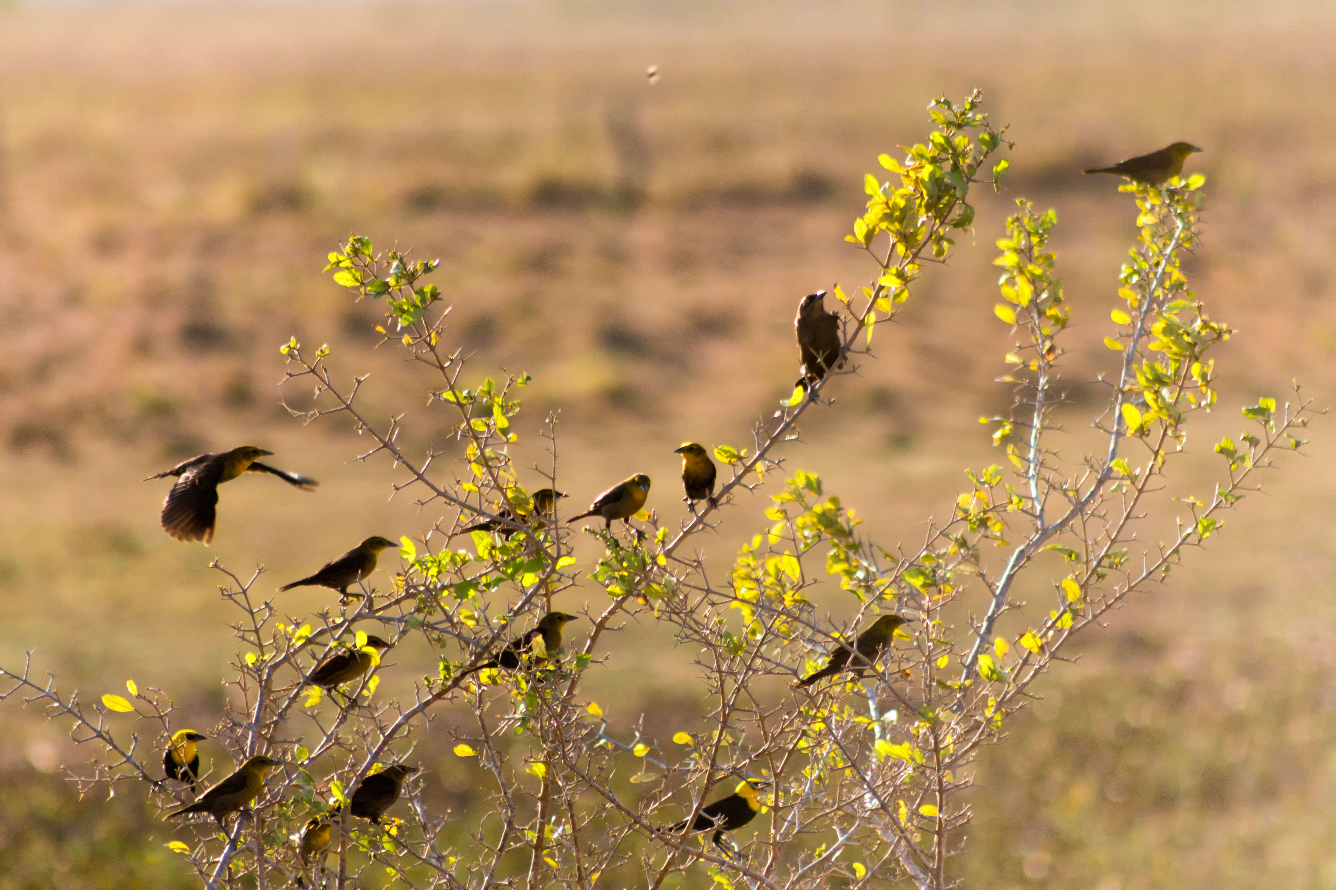 Image of Yellow-hooded Blackbird