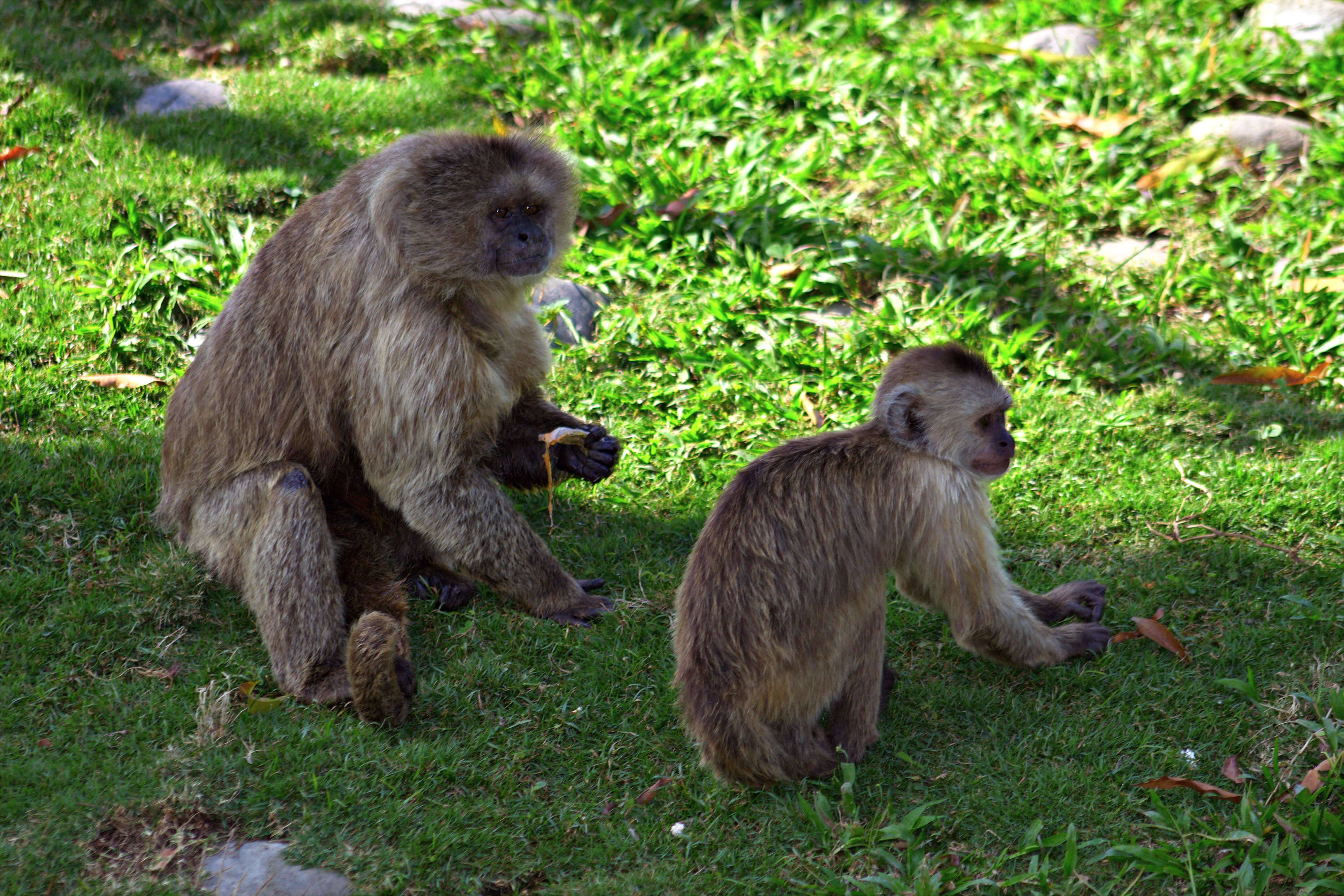 Image of Weeper Capuchin