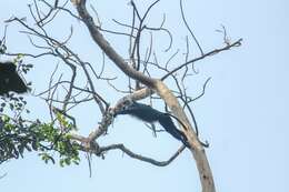 Image of Black Leaf Monkey