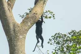 Image of Black Leaf Monkey