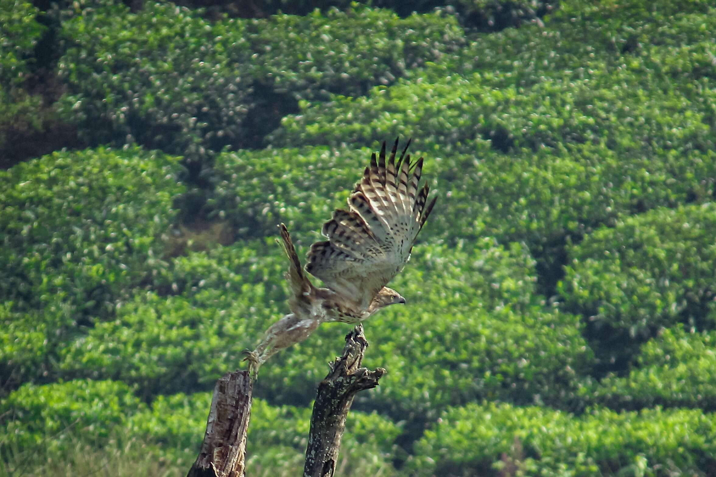 Nisaetus cirrhatus (Gmelin & JF 1788) resmi