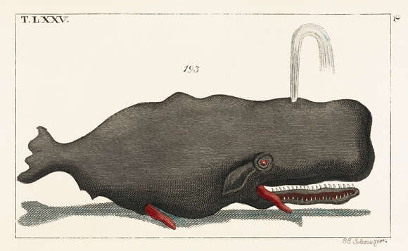 Image de Physeter Linnaeus 1758