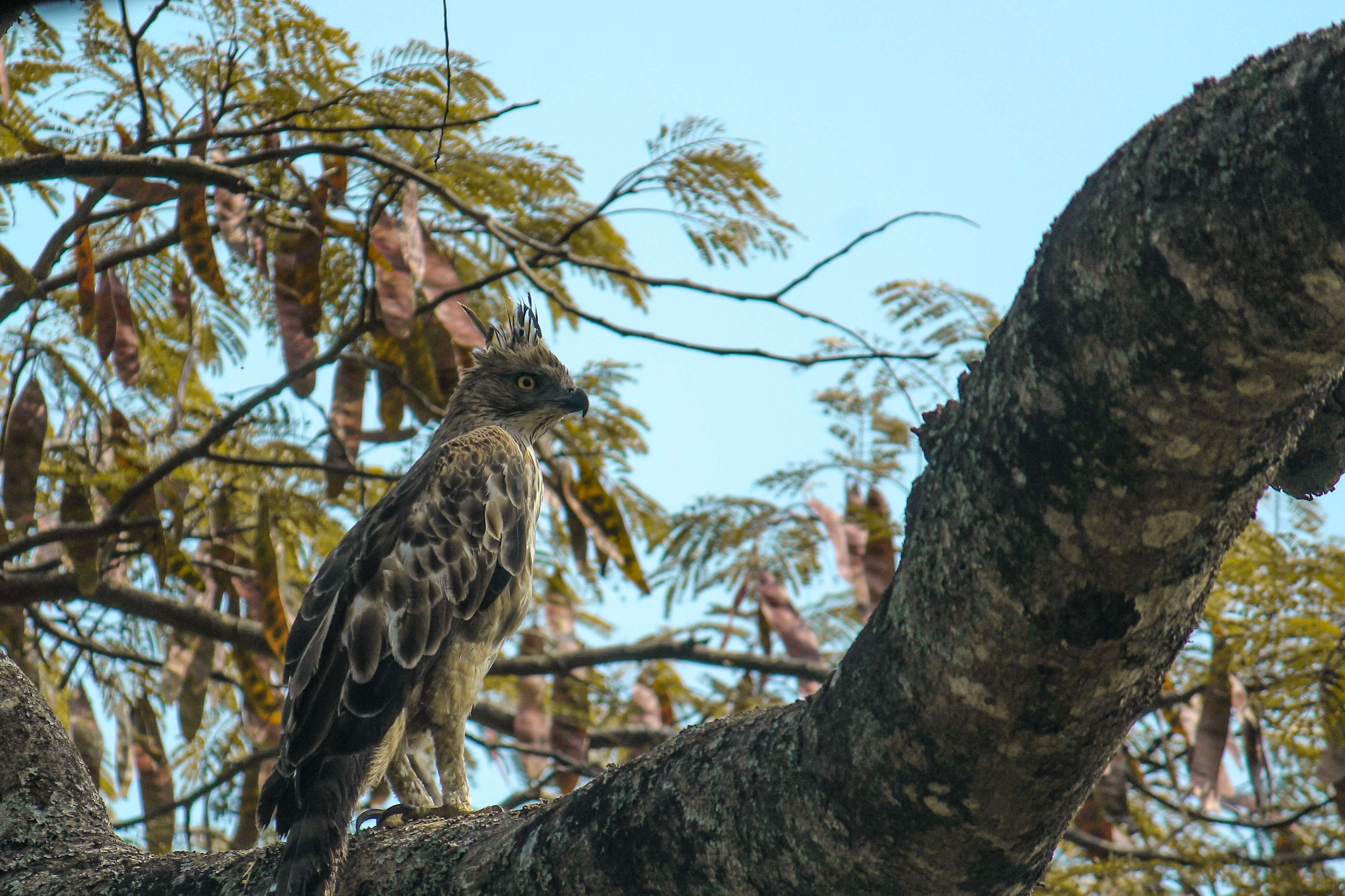 Nisaetus cirrhatus (Gmelin & JF 1788) resmi