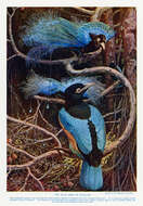 Image of Blue Bird-of-Paradise