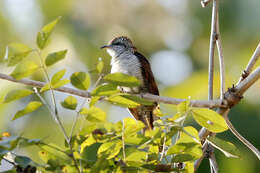 Image of Banded Bay Cuckoo