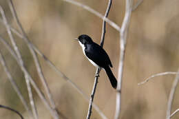 Image of Pied Bush Chat