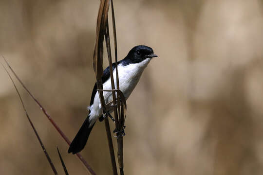 Image of Pied Bush Chat