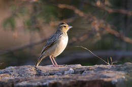 Image of Burmese Bush Lark