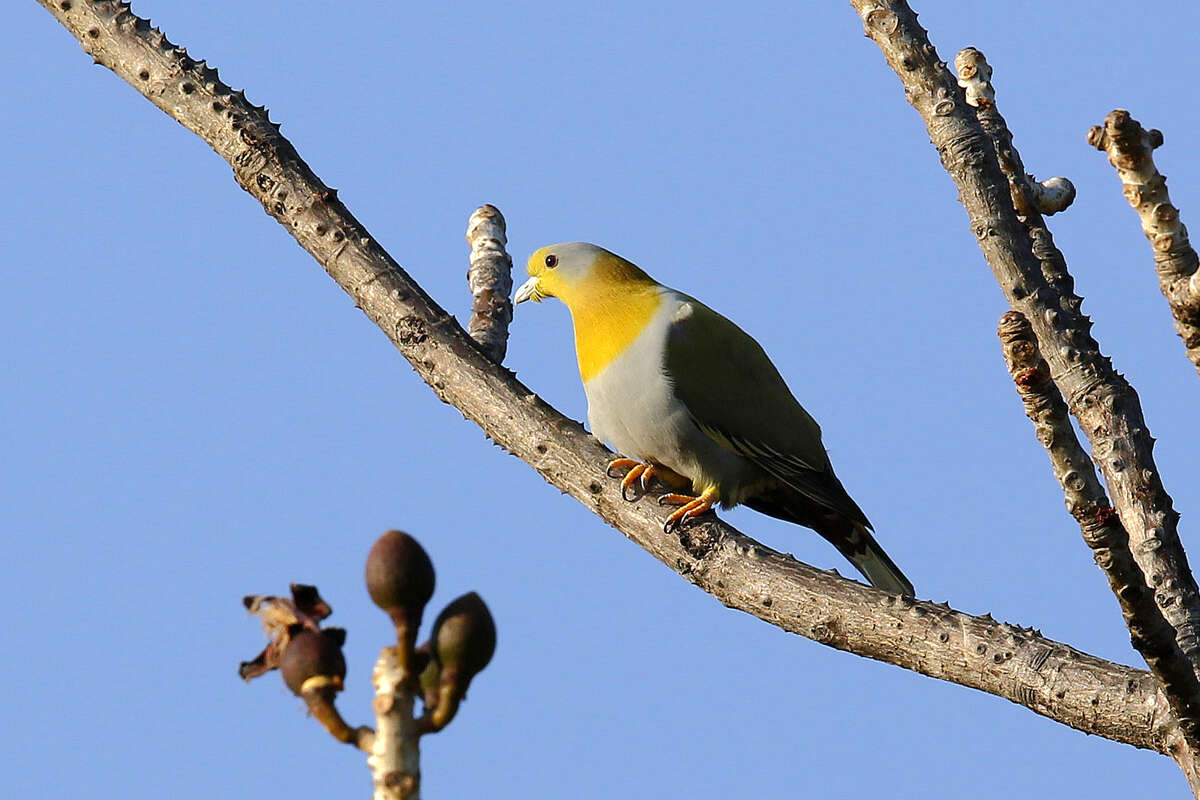 Image of Yellow-footed Green Pigeon