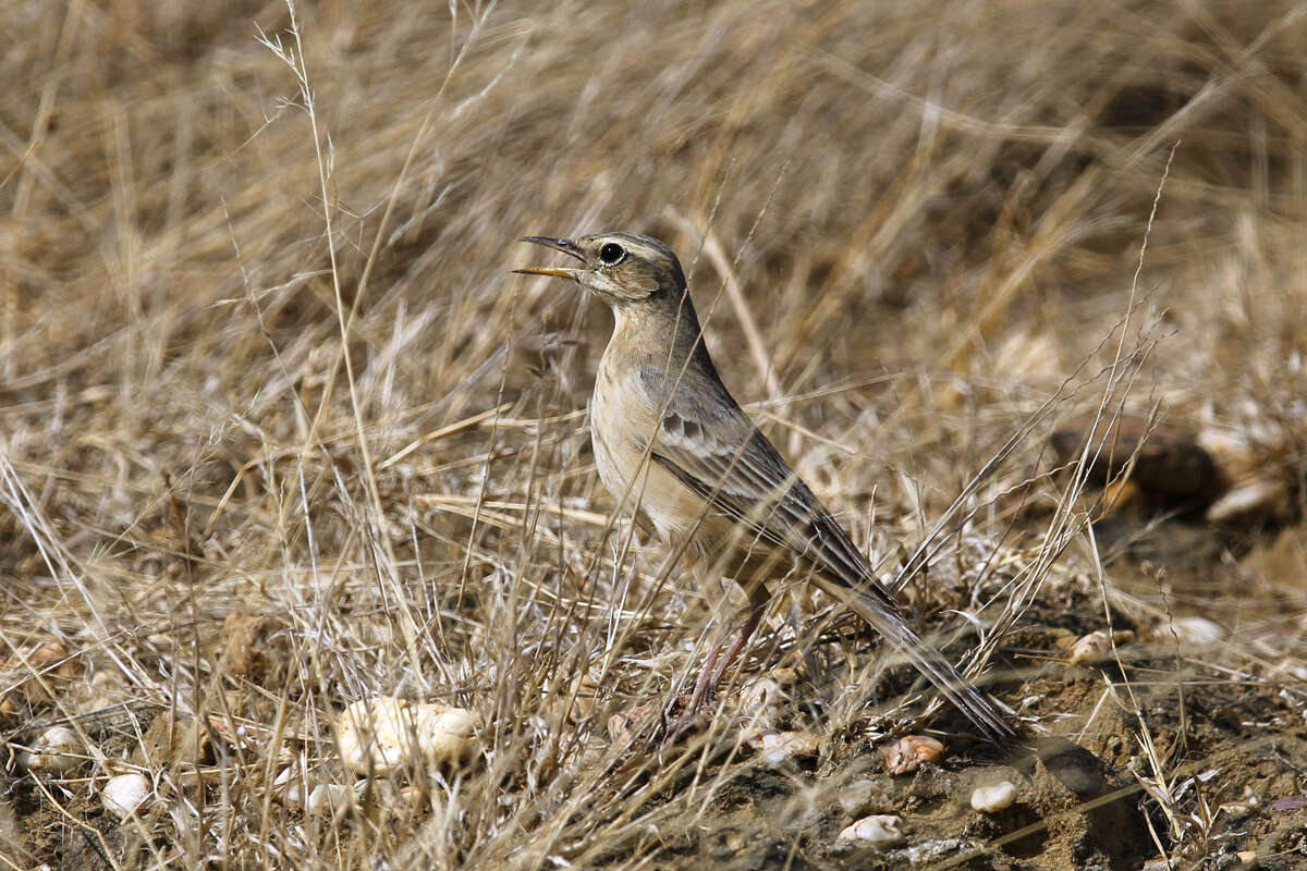 Image of Long-billed Pipit