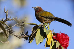 Image of Brown-capped Laughingthrush