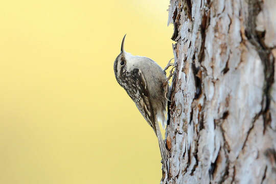 Image of Bar-tailed Treecreeper