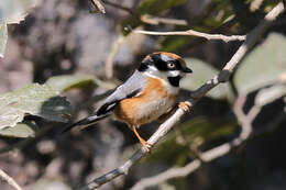 Image of Black-throated Bushtit