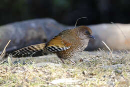 Image of Brown-capped Laughingthrush