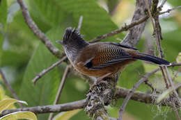 Image of Streak-throated Barwing