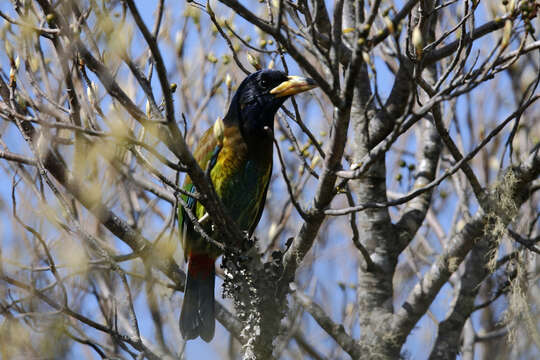 Image of Great Barbet