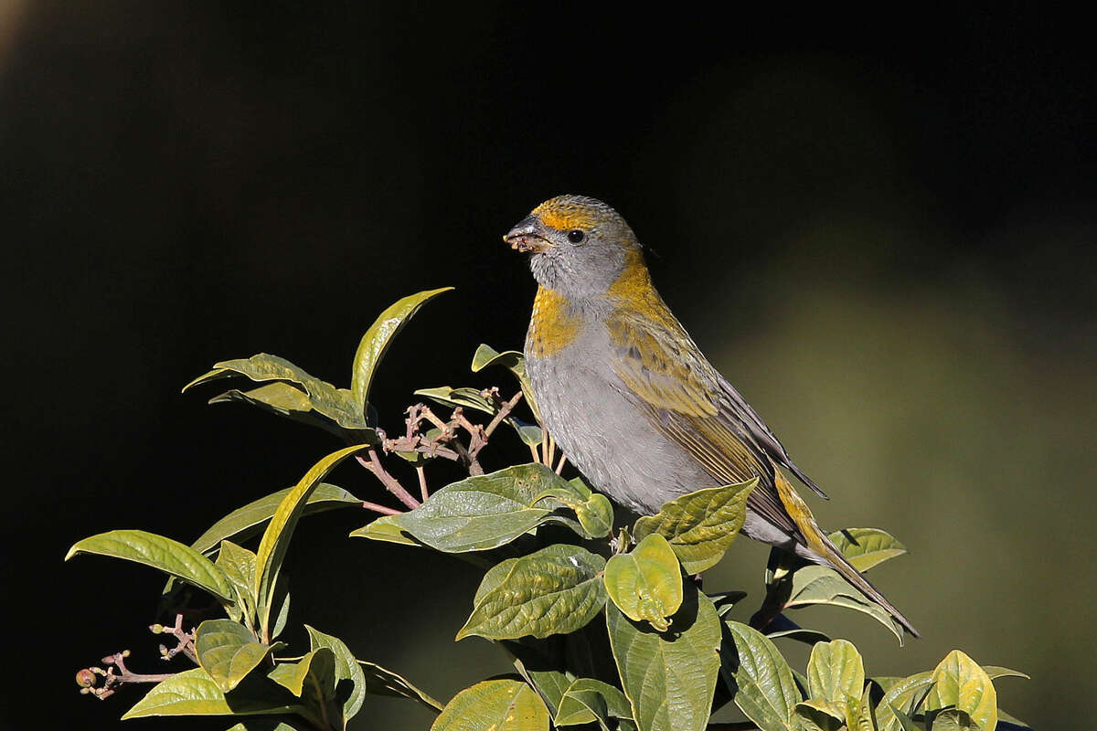 Image of Crimson-browed Finch
