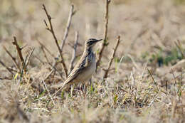 Image of Long-billed Pipit