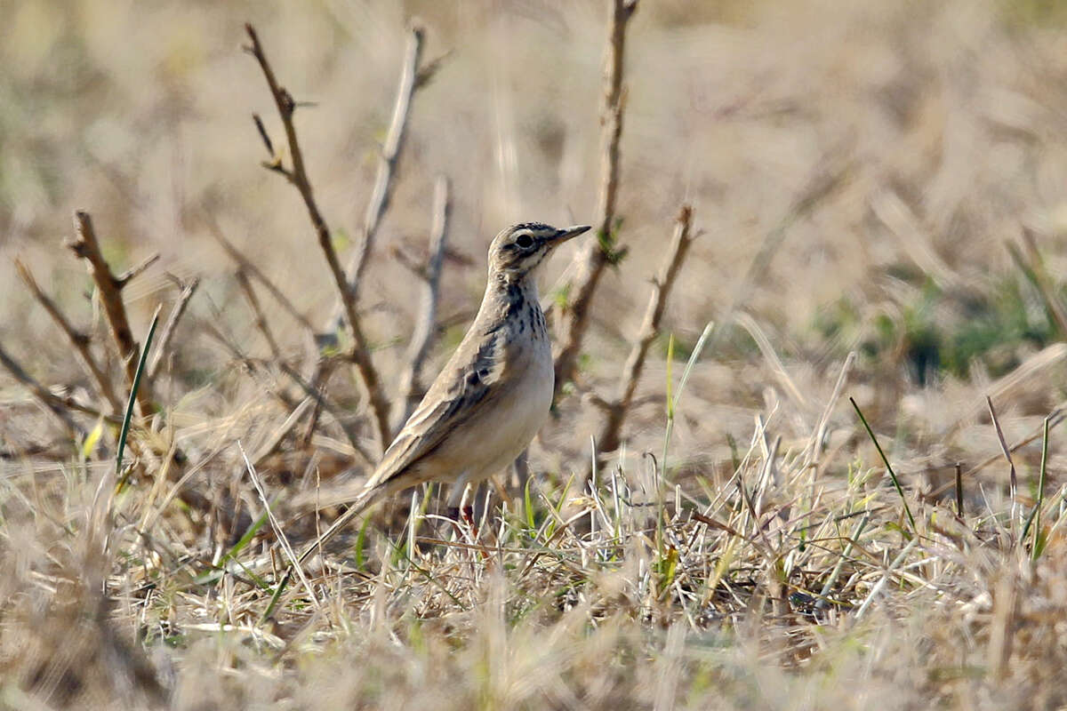 Image of Long-billed Pipit